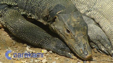 BIAWAK4D - 12 Arti Mimpi Biawak yang Mungkin Pernah Anda Alami, Bermakna