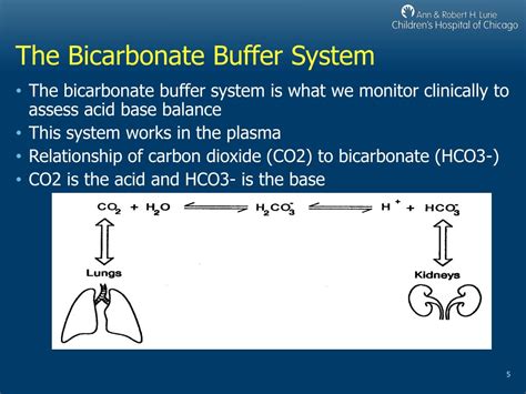 Bicarbonate Buffer System