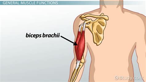 Biceps Brachii Insertion