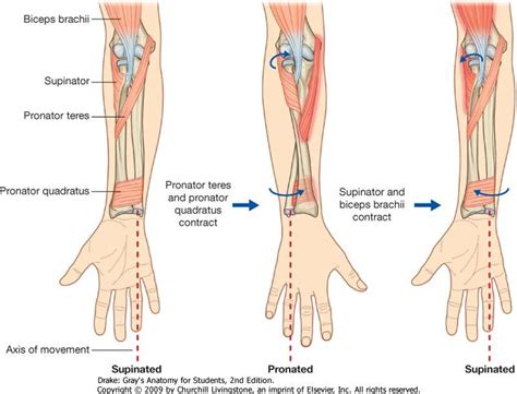 Biceps Brachii Supination