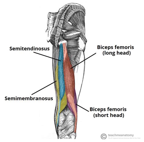 Biceps Femoris Tendon