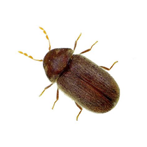 Bicho Da Madeira