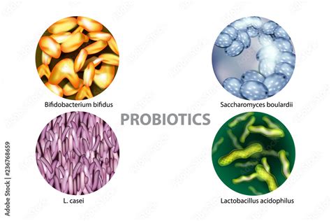 bifidobacterium-4