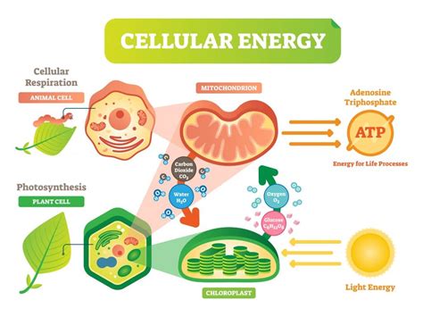 big 2 cellular processes energy and communication