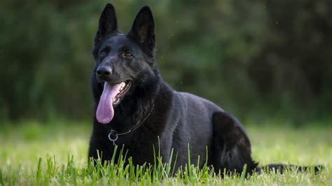 Big Black Dog