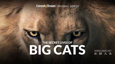 Big Cats 2020