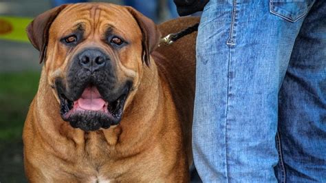 Big Chut Dog