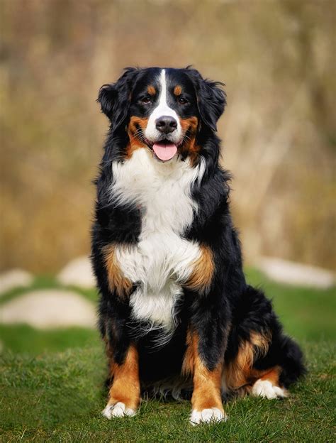 Big Dog