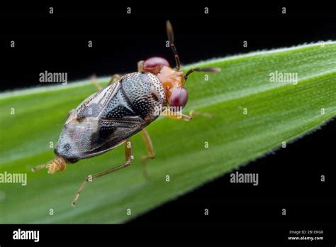 Big Eyed Bug