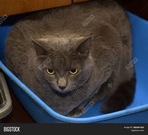 big fat grey cat Flickr