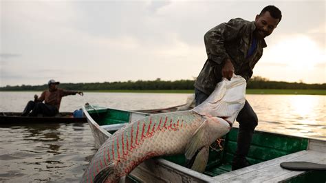 Big Fish G