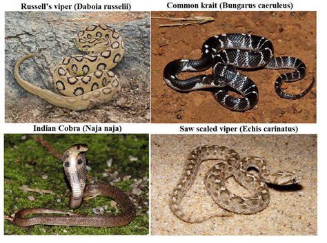 Big Four Indian Snakes