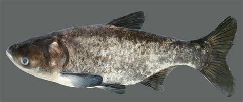 Big Head Fish