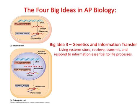 big idea 2 ap bio answer key