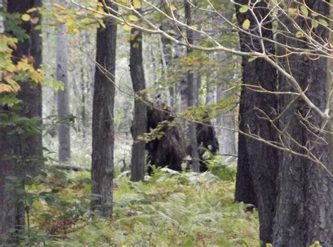 Read Online Bigfoot Sasquatch Evidence 
