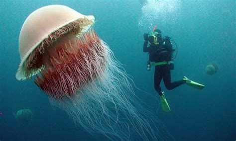 Biggest Jellyfish In The World