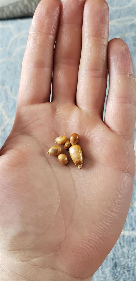 biggest popcorn kernel in the world