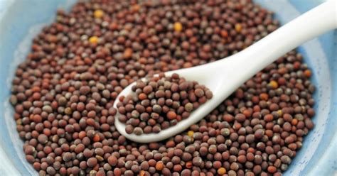 biji zarrah | Biji Zarrah Terbaik 2024 Pilihlah yang Terbaik