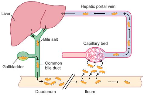 Read Online Bile Formation And The Enterohepatic Circulation 