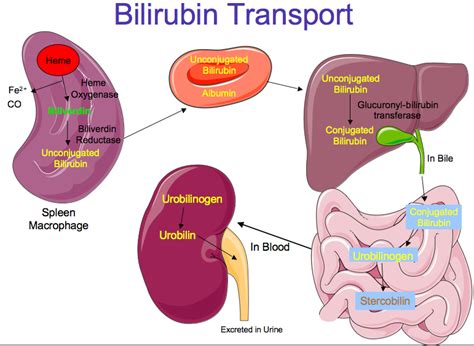 bilirubin | TD Bilirubin