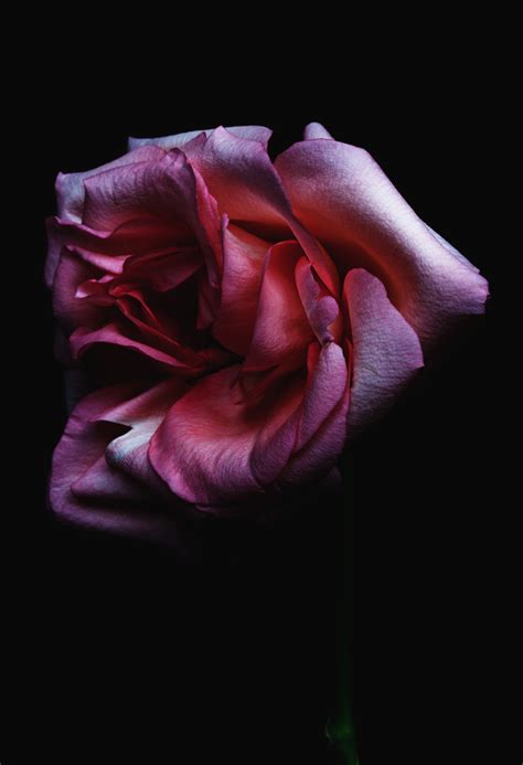 billy kidd photographer biography sample