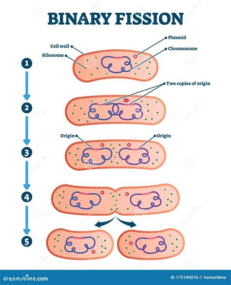 Binary Fission Diagram