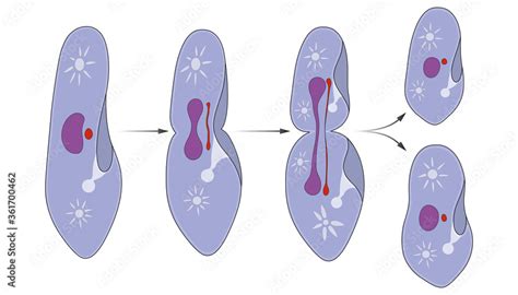Binary Fission In Paramecium