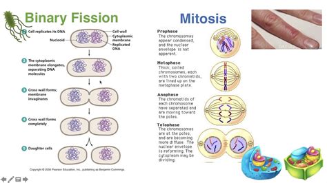 Binary Fission Vs Mitosis