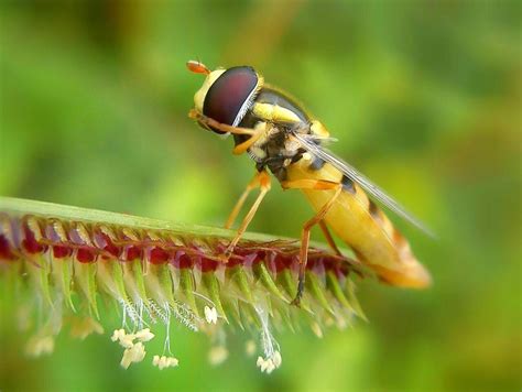 binatang jorok | Binatang Jorok Terbaru 2024 Pembaruan Seru untuk