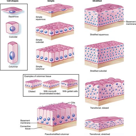 Bind Epithelia To Deeper Tissues What Connect Tissue