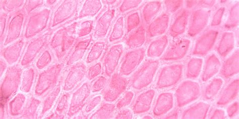 bindweefsel definitie