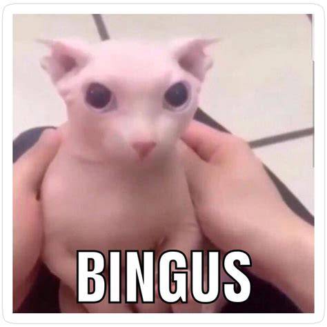 bingus cat nude