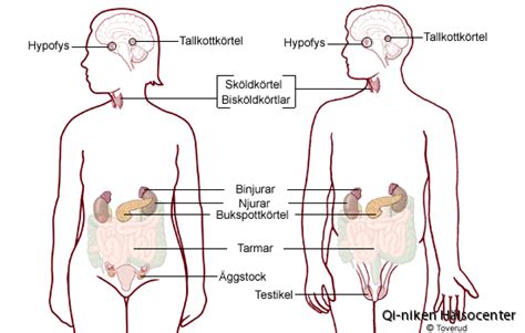 binjurarnas hormoner
