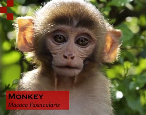 Binomial Nomenclature Of Monkey