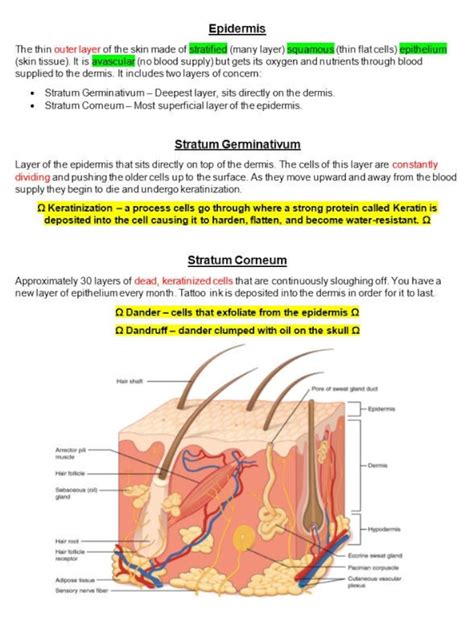 Bio 210 Integumentary Anatomy Mdash Printable Worksheet Language Of Anatomy Worksheet - Language Of Anatomy Worksheet