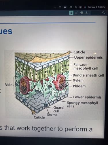 bio ch 22 Flashcards Quizlet