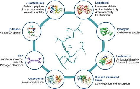 Bioactive Components Of Milk