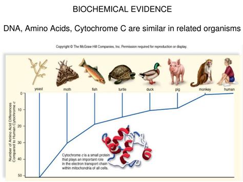 Biochemical Evidence For Evolution Answer Key