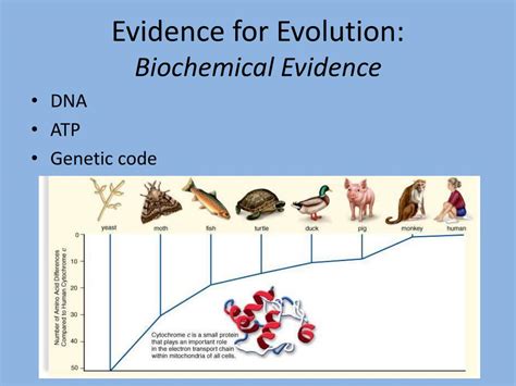 Biochemical Evidence For Evolution Packet Answers