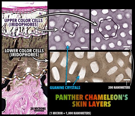 biochemistry - How do chameleons signal cells to change color ...