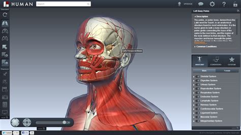 BioDigital Human Anatomy and Health Conditions in Interactive 3D