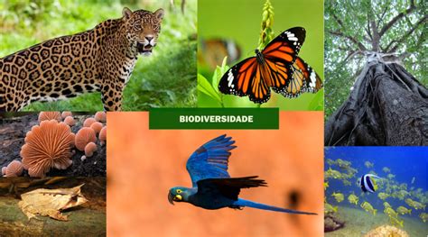 Biodiversidade O Que Significa
