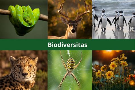 biodiversitas adalah