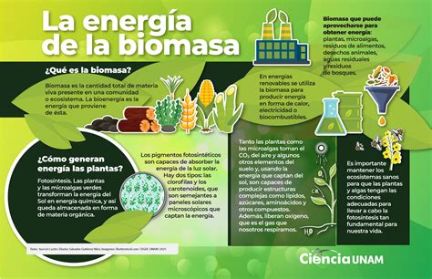 bioenergía - mata de uva
