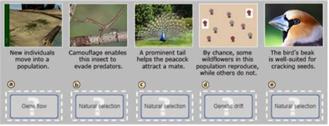 Bioflix Activity Mechanisms Of Evolution Natural Selection Pesticides