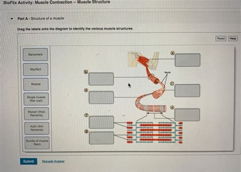 Bioflix Study Sheet For Muscle Contraction Answers