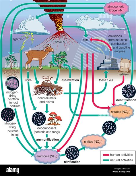 Biogeochemical Cycle Definition Facts Britannica Cycle Science - Cycle Science