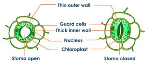 biography cheat sheet