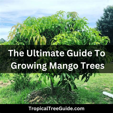 biography of mango tree