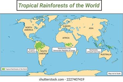 biography of tropical rainforest